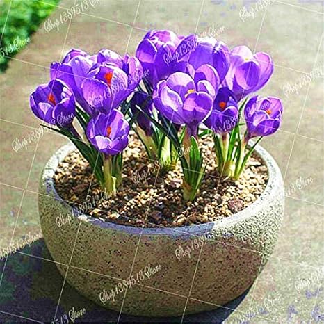 Amazon Co Jp 2個サフランの球根植物オランダクロッカスサティブスフラワー希少植物盆栽花の開花植物の球根新鮮な盆栽 ホーム キッチン