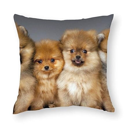 Sunlight Dekorative Taille Kissen kurzes Plüschkissen Anpassbare Kissenhülle Pomeranian (23) Geburtstags- / Hochzeitstaggesch