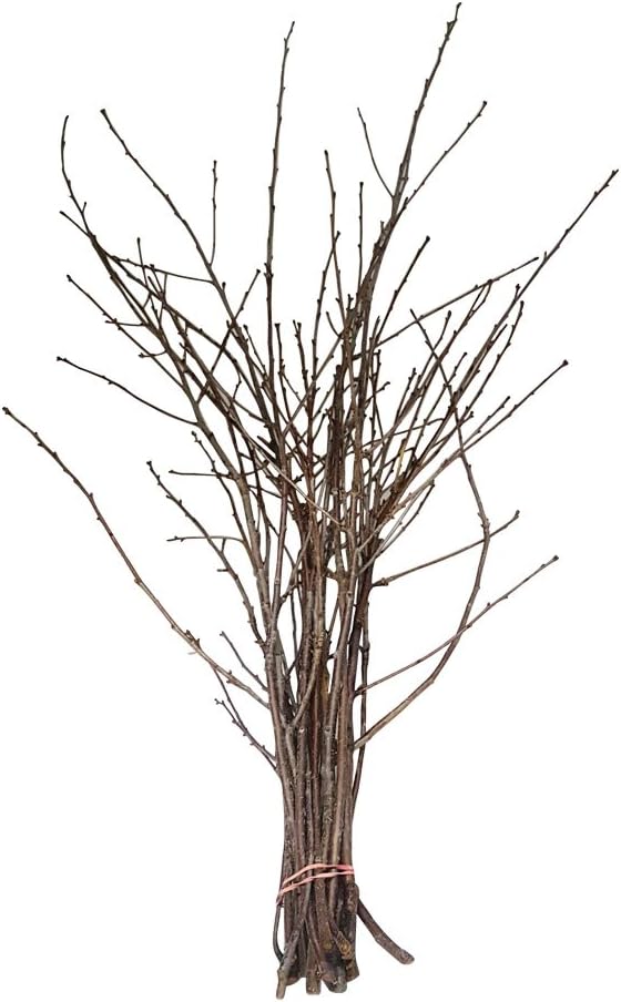 Kirschzweige, 80 cm, frische Zweige, frisch geerntet vom Kirschbaum