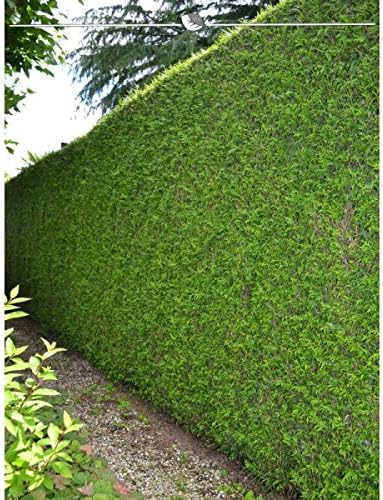 Lebensbaum Thuja Plicata Martin 160 180 Cm 18 Heckenpflanzen Vergleichbar Mit Dem Thuja Brabant Buschige Winterharte Immergrune Konifere Lebensbaum Hecke Als Sichtschutz Inkl Versand Amazon De Garten