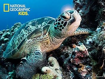 Prime 3D National Geographic Kids 63 Piece Puzzle Jigsaw Ocean Sea Turtle (Multicolour)