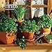 2017 Monthly Wall Calendar - Herbs