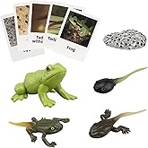 MIKNEKE Montessori Frog Life Cycle with Flash Cards, Plastic Insects Tadpole to Frog Kit Toy, Realistic Animal Figurines