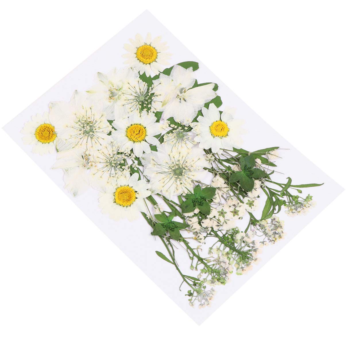 Milisten Flower Specimen Diy Embossing Dried Flower Material Bag 8 Types Natural Preserved Flowers for Resin Crafting Home Wedding Party Decoration