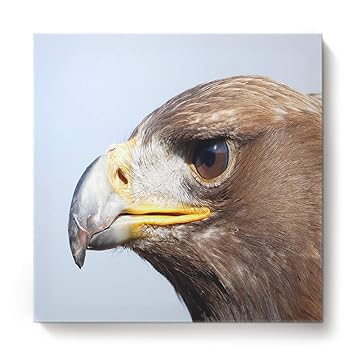 Amazoncom Zoe Store Wall Print Art Cancas Home Eagle
