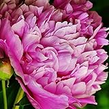 Peony Edulis Superba - 1 Healthy 3/5 Eye Peony Root Plant - FRAGRANT!