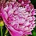 Peony Edulis Superba - 1 Healthy 3/5 Eye Peony Root Plant - FRAGRANT!