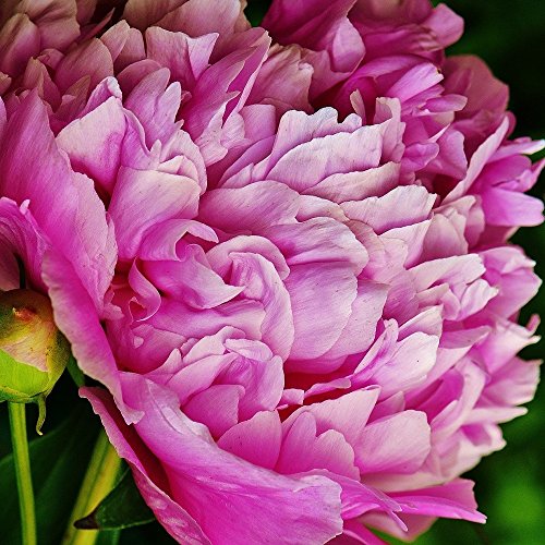 Peony Edulis Superba - 1 Healthy 3/5 Eye Peony Root Plant - FRAGRANT!