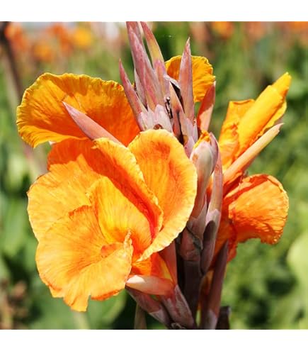 Amazon.com: Canna Lily ~ PRETORIA ORANGE VARIEGATED BENGAL TIGER~ (1) LIVE  BULB : Patio, Lawn & Garden