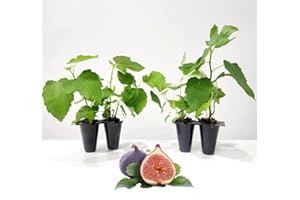 FAM PLANTS Fig Tree "Brown Turkey" Live for Sale (4 Pack) | Easy to Grow Plants | Edible Fruit Plant for Sustainable Living | Grow Your own Food on Your Edible Organic Garden| Live for Planting| No Seeds