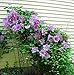 Proteus Double Clematis - 2.5