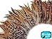 Rooster Feathers, 4 Inch Strip Red Chinchilla Strung Rooster Neck Hackle Feathers