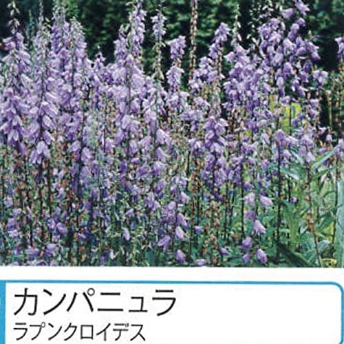 Amazon カンパニュラ ラプンクロイデス ポット苗 宿根草 苗 多年草 耐寒性 花