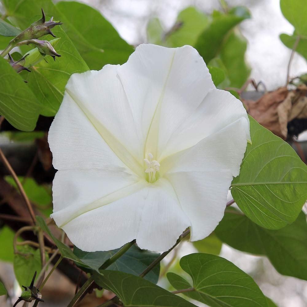Outsidepride Moonflower Vine Plant Flower Seed 1 LB Flowering Plants Garden