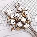 Ageomet 4pcs Cotton Stems 21