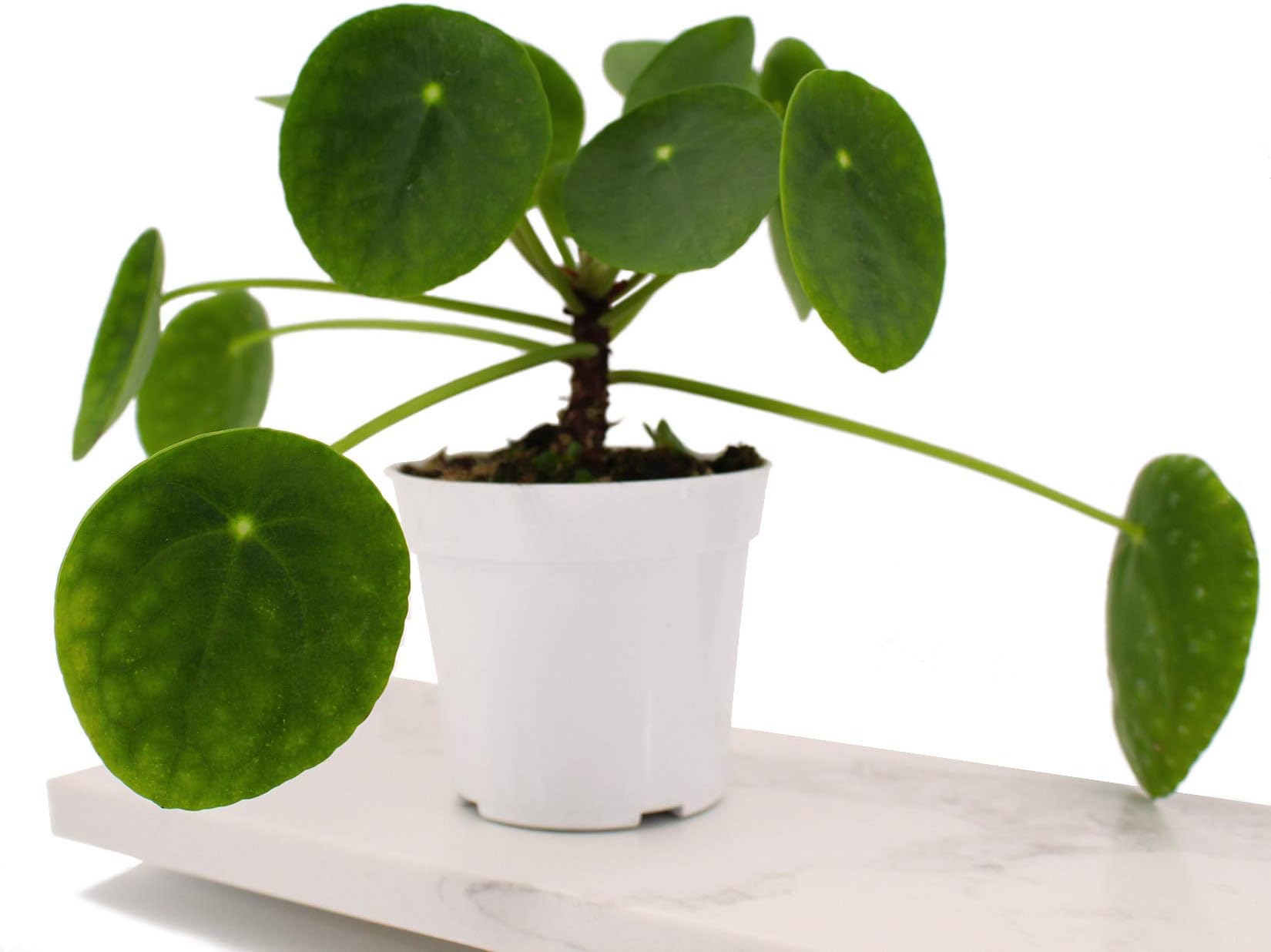 Houseplant Homestead Chinese Money Plant, Pilea Peperomioides, Rounded Green Semi Succulent Leaves, Live Indoor Plant (with 4" Nursery Pot)