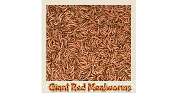 Insectsales.com Live (100) - Cebo de Pesca, Gusanos de Comida ...