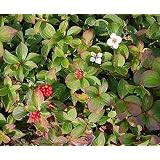 Teppich Hartriegel Topfware 10 15cm Cornus Canadensis Floranza