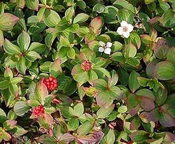 Teppich Hartriegel Cornus Canadensis Amazon De Garten