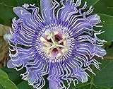 Hardy Passion Flower 5 Seeds - Maypop - Passiflora