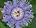 Hardy Passion Flower 5 Seeds - Maypop - Passiflora