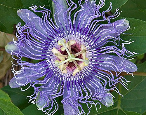 Hardy Passion Flower 5 Seeds - Maypop - Passiflora