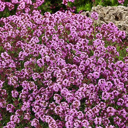 Outsidepride Perennial Thymus Serpyllum Magic Carpet Dwarf Creeping