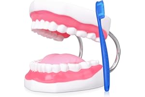 Ultrassist Dental Teeth Model, Ideal Brushing Teaching Dental Tooth Model for Kids and Childrean, 6 Times Enlarge, Includes T