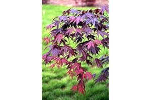 BLOODGOOD Japanese Maple acer palmatum ‘Bloodgood’ 2 - Year Live Tree by Tristar Plants- in ABP Container