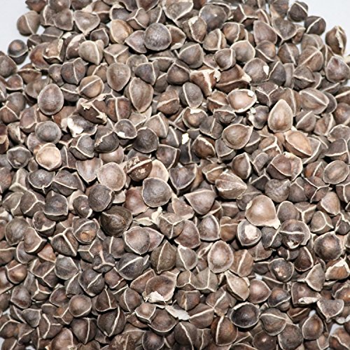 2 Moringa+drumstick+Organic+Chriss+garden