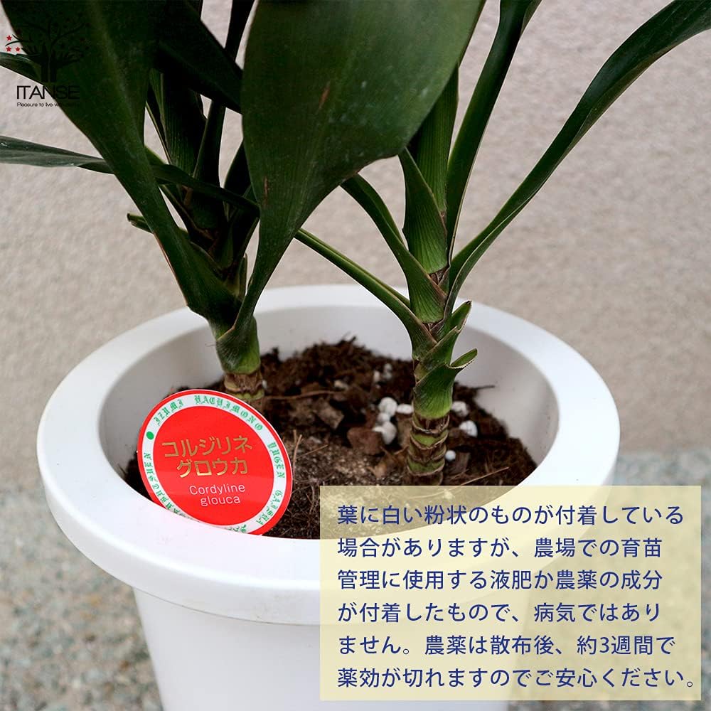 Amazon Co Jp コルディリネ グローカル 観葉植物7号プラスチック鉢sサイズ 品種で選べる観葉植物 リビングやオフィス向きサイズ 1個売り グローカルの魅力は何とも言えない葉の質感と艶です ドラセナよりも優しい形をした葉は深緑で艶があり高級感があります