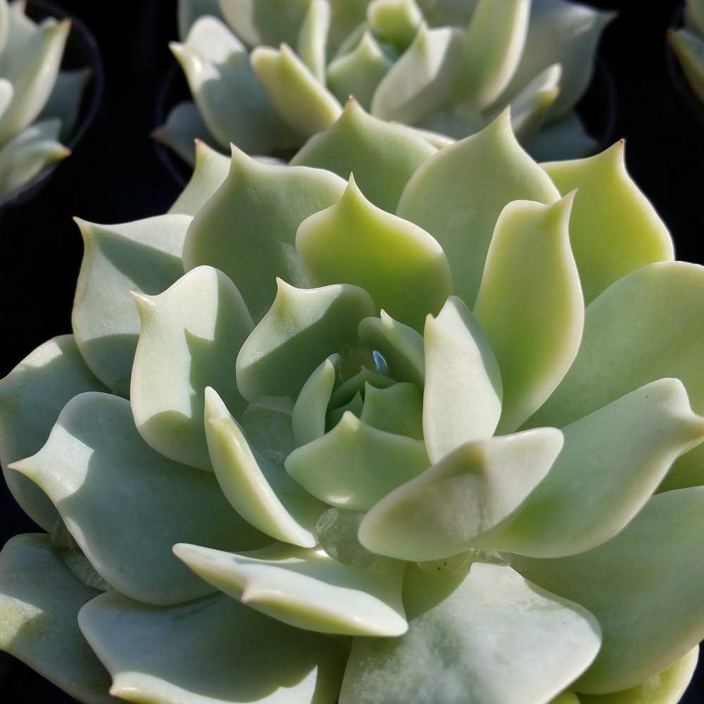 Echeveria Lola Succulent Plant - 3.5 inch Pot (1 Plant)