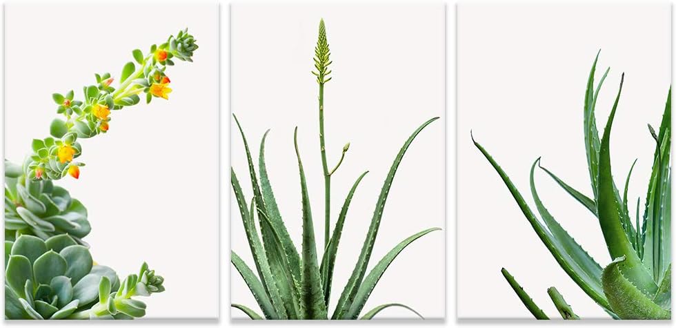 NWT Canvas Print Wall Art Set Retro Film Grain Jungle Plant Trio Nature Plants Illustrations Modern Art Contemporary Scenic Multicolor for Living Room, Bedroom, Office - 16"x24"x3