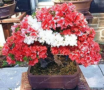 Amazon 100個の珍しい盆栽アザレアの種子多年生の花の種美しい植物の花の種カバー花盆栽diy植物ホームガーデン Diy 工具 ガーデン