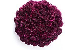 GlobalRose 400 Burgundy Carnation Flowers - Responsibly Sourced Carnations Fresh Flowers - Hand-Picked Fresh Bouquet for Graduation, Anniversary, Birthday & Special Occasions (16 Bunches of 25 Stems)
