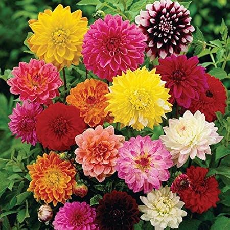 Pepper Agro Dahlia Variablis Beauty Mixed Flower Seeds 1 Pack Comes With Free Pot & Root Plug