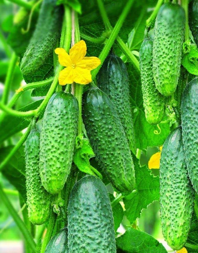 SeedsUA Self-Pollinating Cucumber Seeds F1 Hybrid - Non GMO, 55 Days Harvest, 10 Seeds, High Germination, Indoor/Container Friendly
