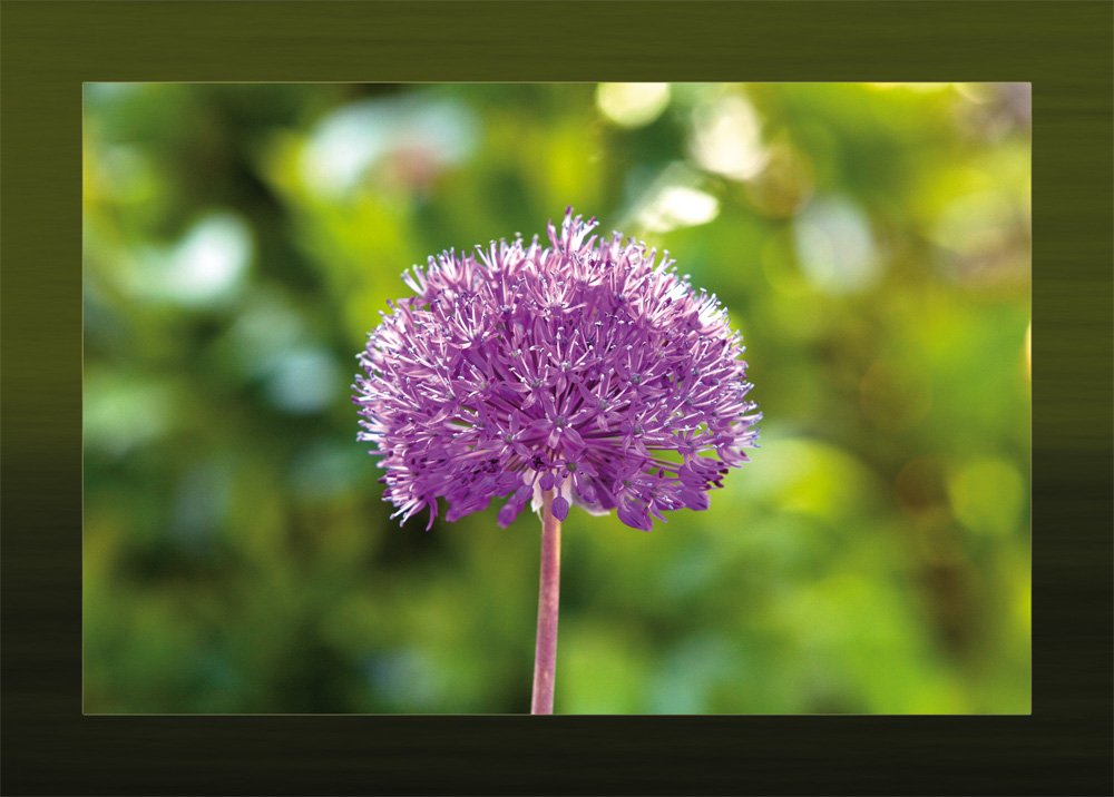 17115 Postcard Set Flowers Star Ball Leek 10 Identical Cards (Summer Flower on Postcard Postcard Set Postcard Collection)