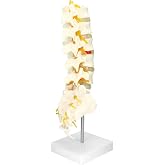 QWORK Life-Size Human Spine Model with 5 Lumbar Vertebrae and Herniation Discs for Anatomy Study and Demonstration