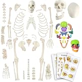 EVOTECH Disarticulated Human Skeleton Model for Anatomy 67'' Full Size | Skeleton Model W/Half Size15Pcs Exploded Skull, Skull, Spine, Bones, Articulated Hand Foot, for Anatomy Medical Learning