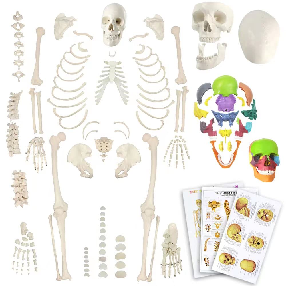 Photo 1 of Evotech Disarticulated Human Skeleton Model for Anatomy 67'' Full Size Skeleton Model W/Half Size15Pcs Exploded Skull, Skull, Spine, Bones, Articulated Hand Foot, for Anatomy Medical Learning