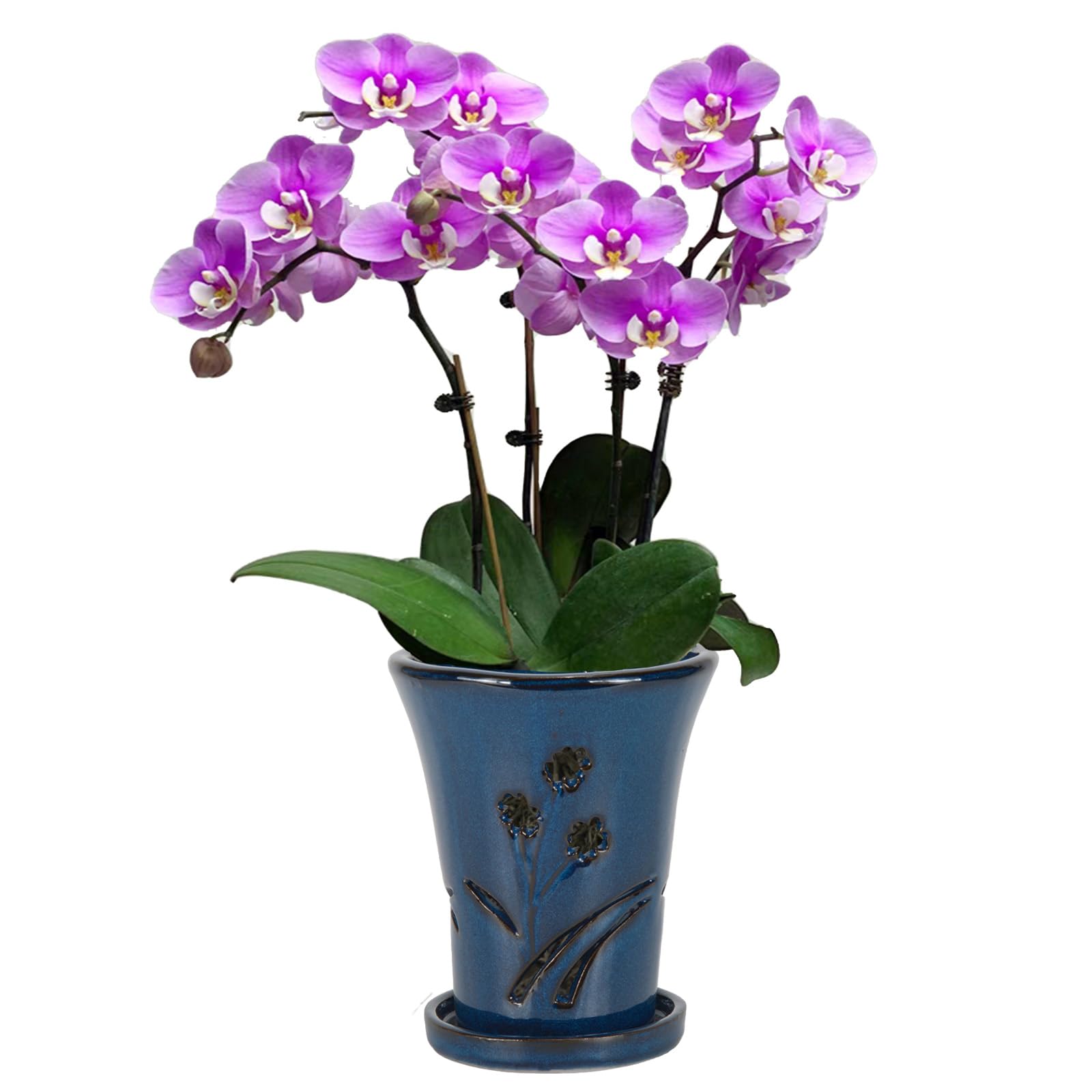 Photo 1 of W&W Orchid Pot with Holes and Saucer for Repotting, 6 * 7 Inches, Blue