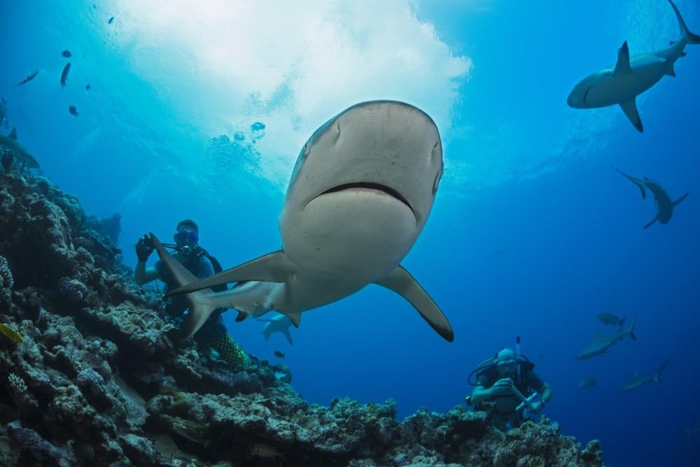 Posterazzi Gray reef sharks (Carcharhinus amblyrhynchos) and divers at a dive site named Vertigo off the island Yap Micronesia Poster Print, (19 x 12)