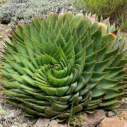 Xinzhi 100 Stucke Aloe Samen Fass Kaktussamen Aloe Vera Haushalt Outdoor Pflanzen Fur Luftreinigung Amazon De Garten