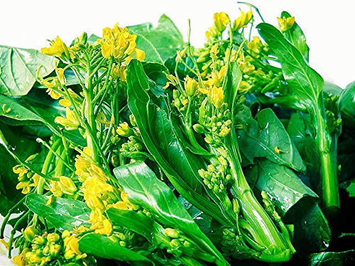 ASTONISH Seeds Package: New! 2000-Seeds Choy-Sum-Choi-Sum-Yu-Choy-Chinese-Flowering-Cabbage Thailand - Thumbnail 2