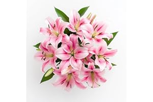 GlobalRose 10 Pink Oriental Lilies – Responsibly Sourced Lily Flowers – Hand-Picked Flowers Fresh Bouquet for Graduation, Anniversary, Birthday & Special Occasions
