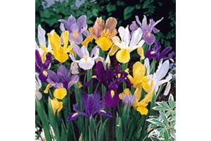 DAYLILY NURSERY 40 Dutch Iris Bulbs, Mixed-Perfect for Fall Planting!