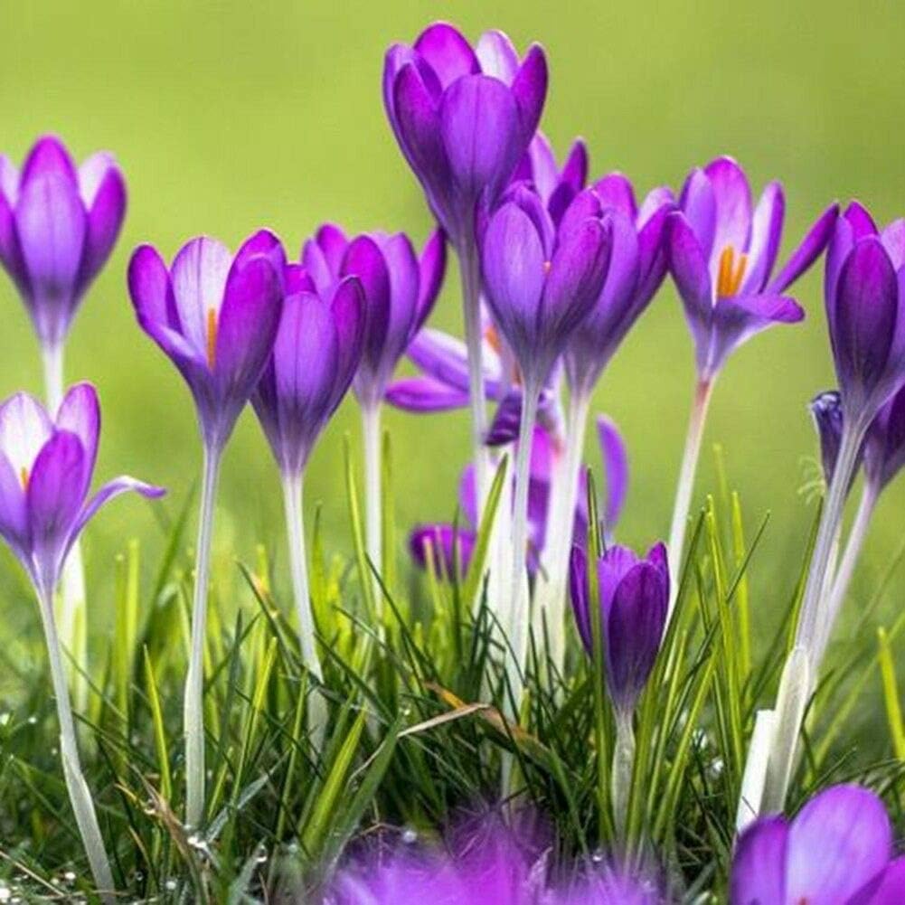 Academyus Saffron Crocus Seeds 100Pcs Saffron Crocus Seeds Plant Home Garden Bonsai Ornamental Flower Decor Flower Seeds for Garden(Saffron Crocus Seeds)