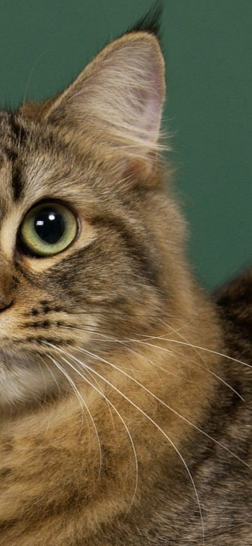 PeelitStickit Cat, Animal Wall Murals ID-215, vinyl