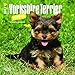 Yorkshire Terrier Puppies 2017 Calendar